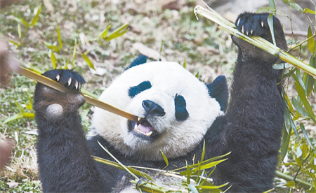 ​大熊猫1天要吃40斤新鲜竹子 为何这么爱吃竹子？
