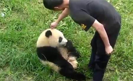 ​大熊猫干架你打你的我吃我的 大熊猫打架为何都这么可爱？
