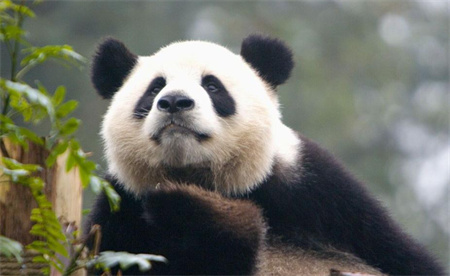 ​大熊猫发呆时一般在想什么？