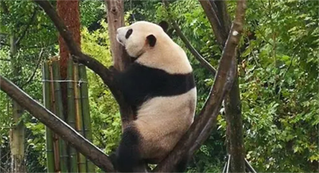 天气越来越热大熊猫越挂越高 越挂越高的原因是什么