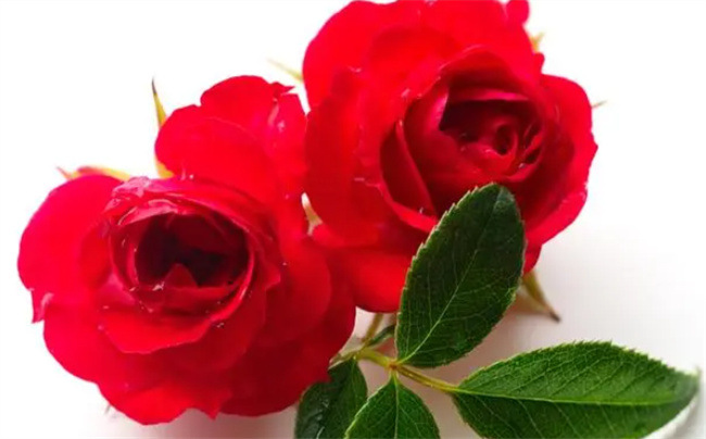 红玫瑰花语是什么意思 红玫瑰花语代表什么