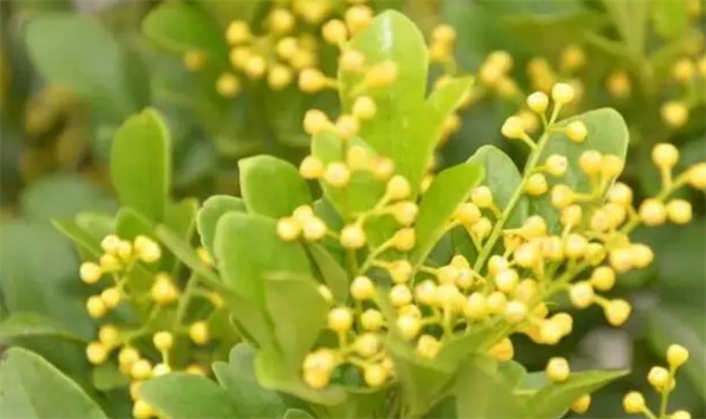 米兰花的养殖 米兰花怎么养殖