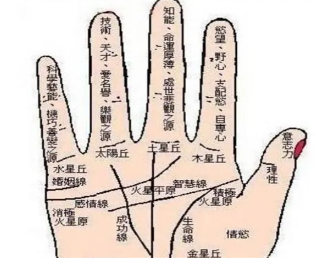 手相中有玉柱纹代表什么意思