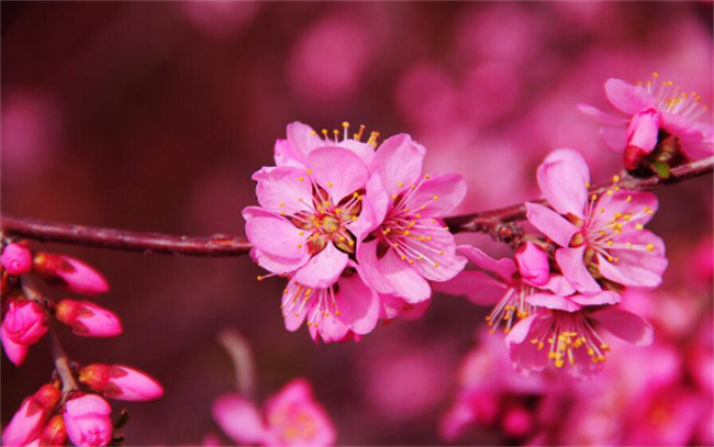 正缘桃花是什么意思