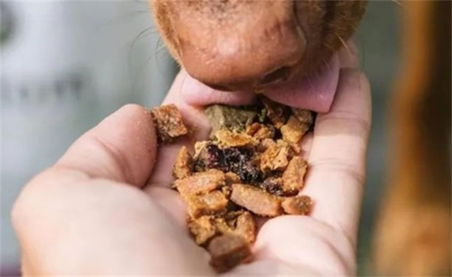 劣质宠物粮藏着哪些猫腻