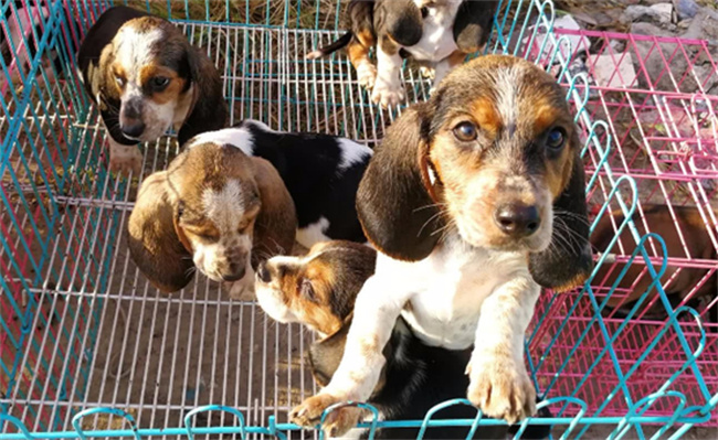 买来的宠物犬为何没活过一周