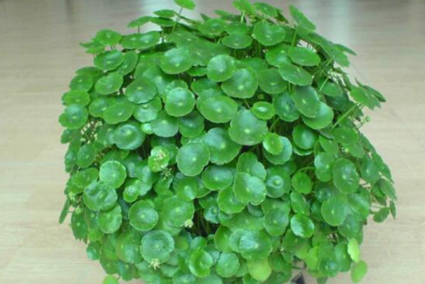 八大风水植物的奥秘是什么
