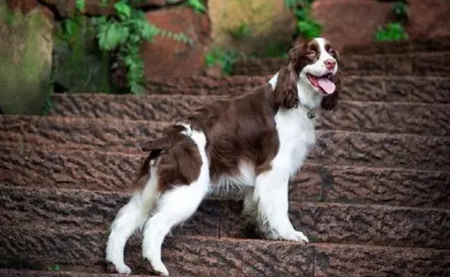 ​史宾格犬最易犯什么病，要如何治疗