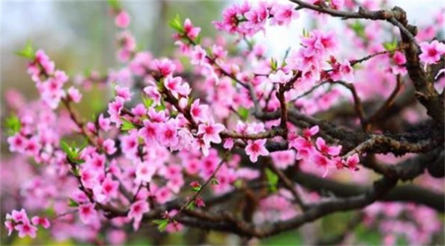 八字墙外桃花怎么看