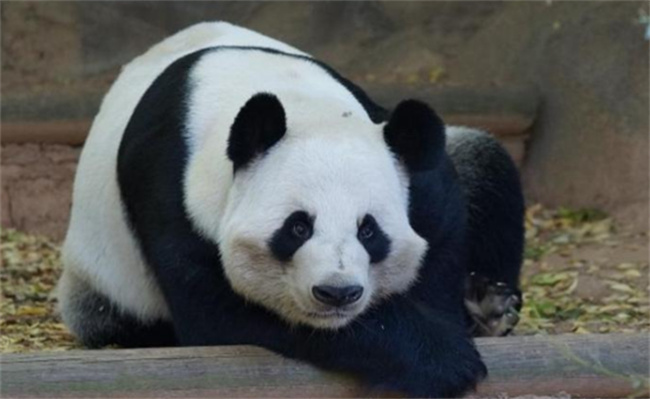 旅美熊猫洋洋饿得啃墙皮了吗