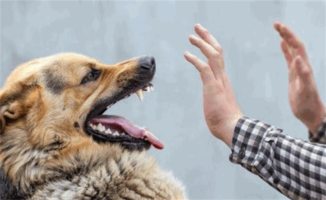 狂犬病每年杀死多少人，哪些动物会传播狂犬病